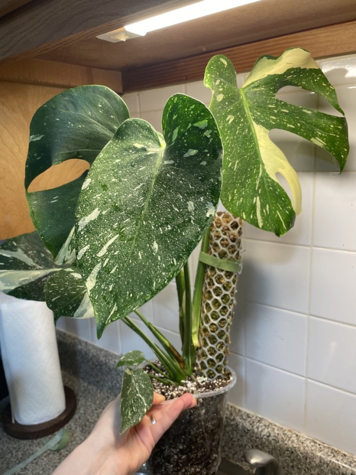 Филодендрон монстера