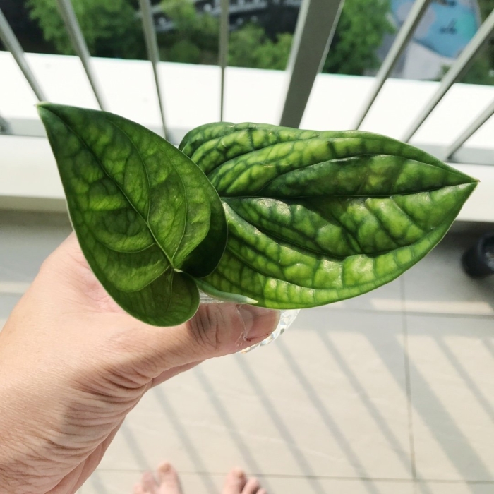 Монстера карстенианум monstera karstenianum