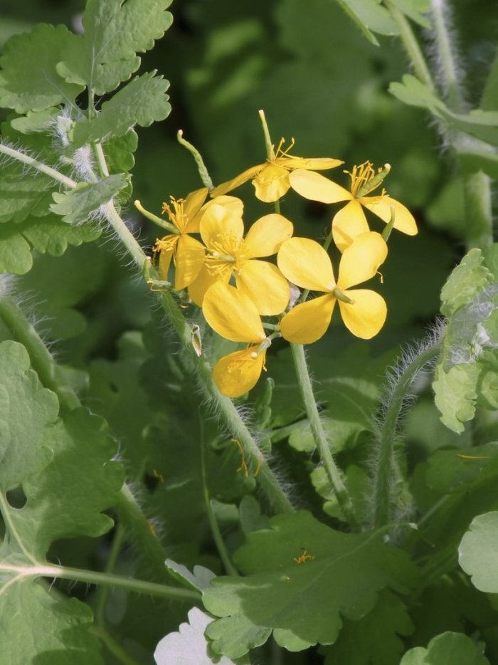 Чистотел большой chelidonium majus