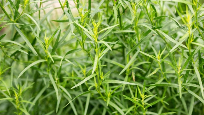 Тархун растение