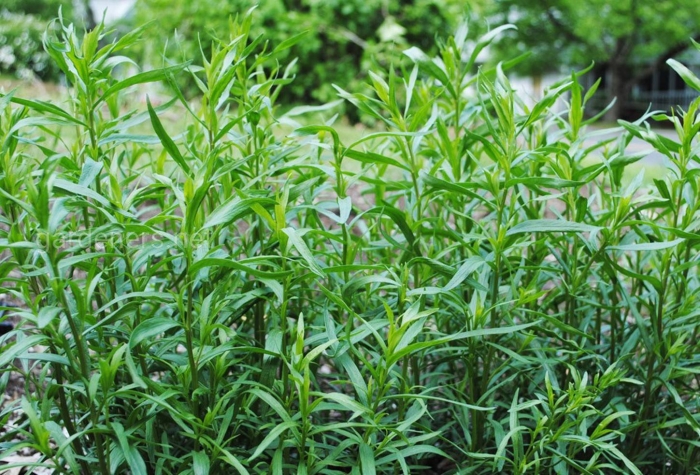 Эстрагон тархун