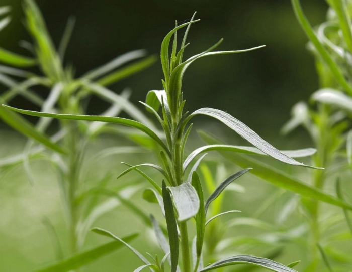 Полынь эстрагонная тархун