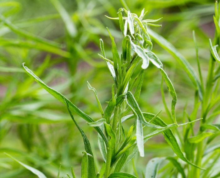 Тархун эстрагон