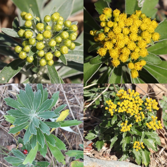 Аяния тихоокеанская