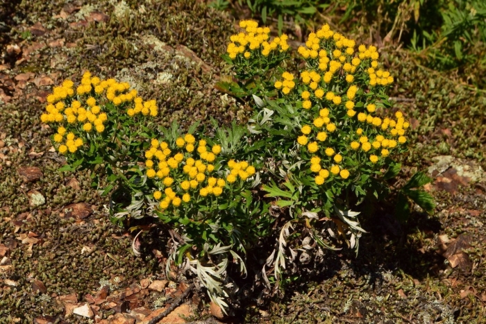 Аяния палласа