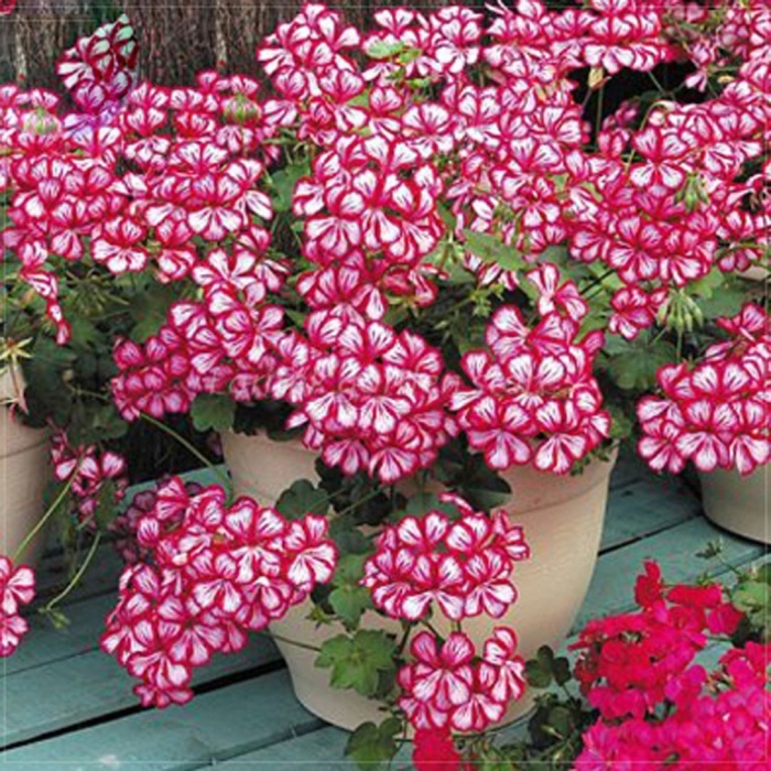 Цветы пеларгония ампельная