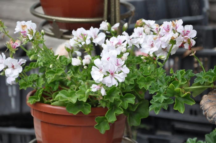 Плющелистная пеларгония