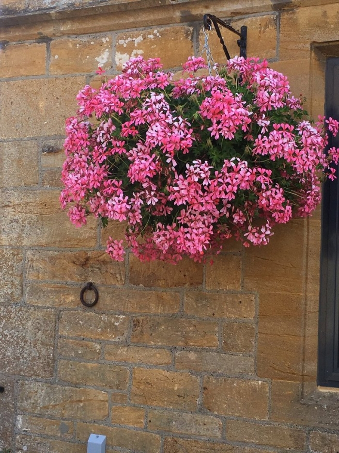 Герань плющелистная ампельная