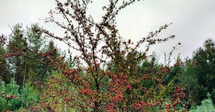 Куст боярышник