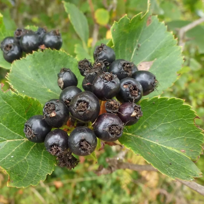 Боярышник черноплодный