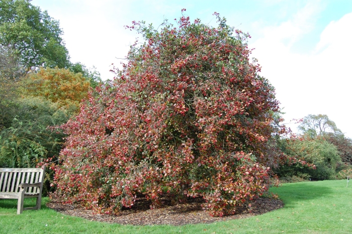 Боярышник сливолистный (crataegus prunifolia)