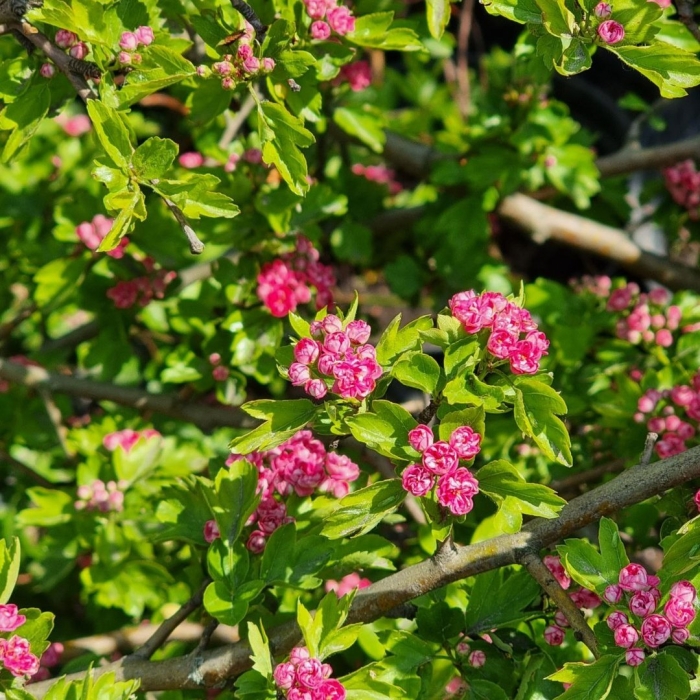 Crataegus laevigata pauls scarlet