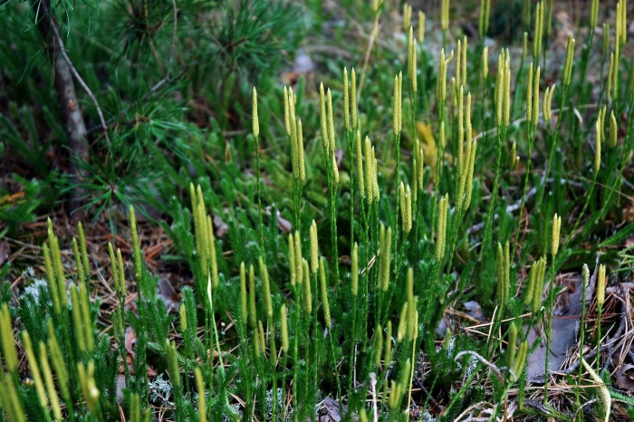 Плавун булавоподібний
