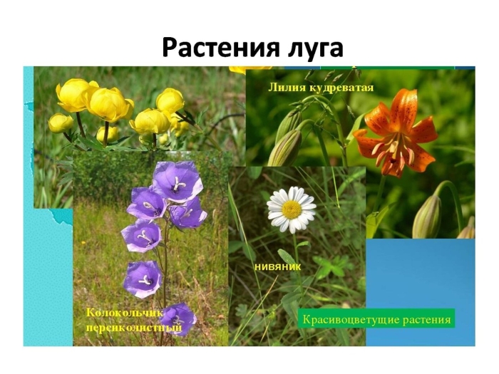 Травянистые растения луга