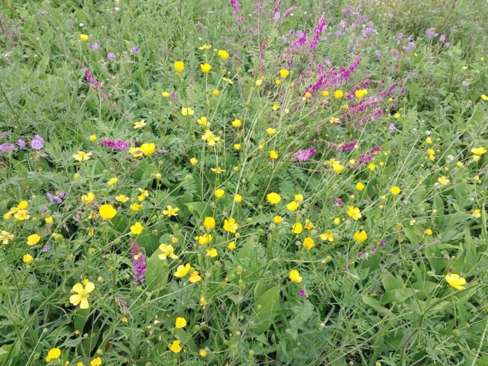 Луговой цветок