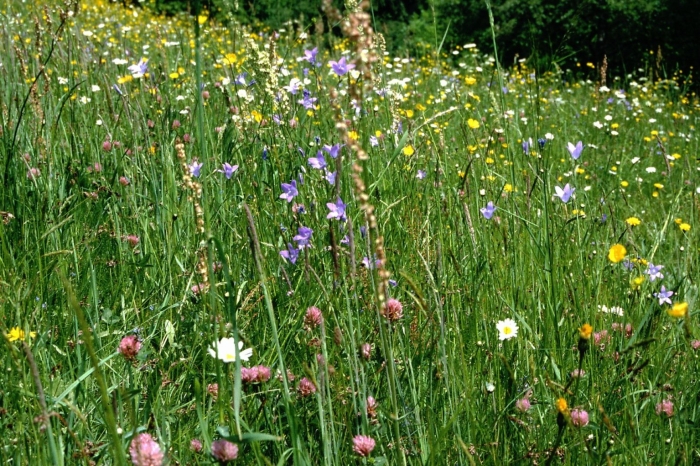 Клевер и луговая люцерна