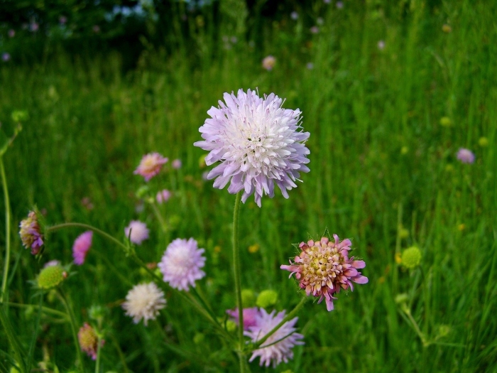 Кашка луговая