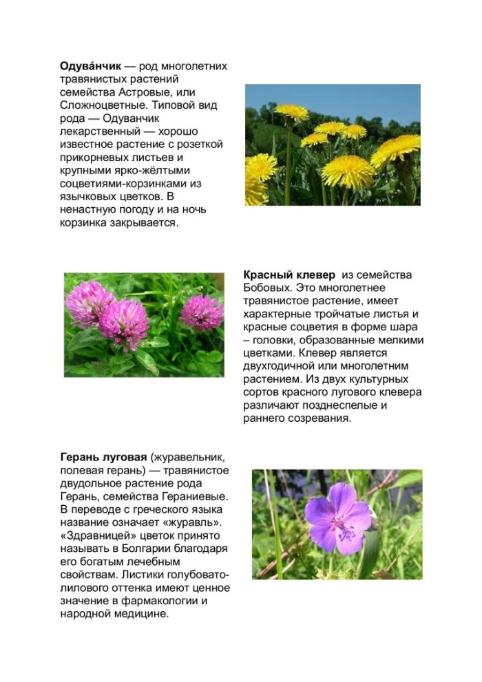 Род растения клевер луговой