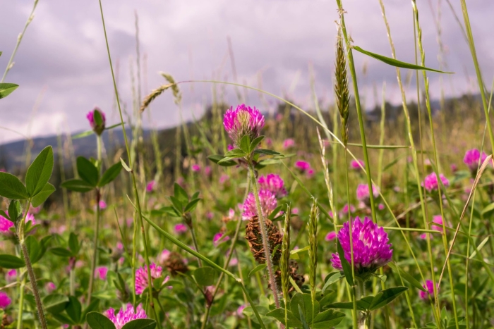 Многолистник луговой