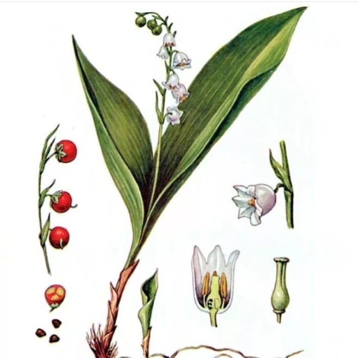 Ландыш майский convallaria majalis