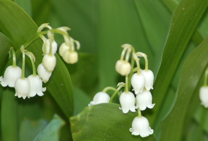 Ландыш горный convallaria montana