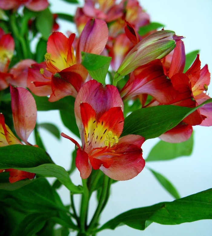 Перуанская лилия альстромерия