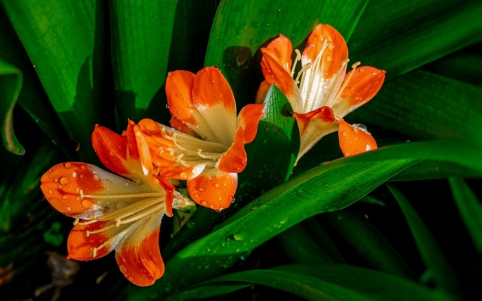 Кливия киноварная