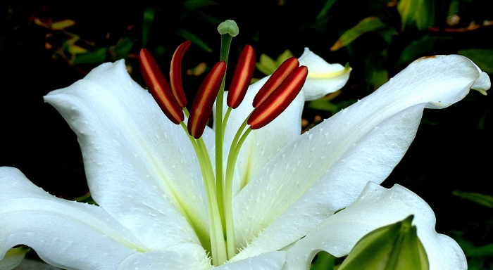 Лилии цветок