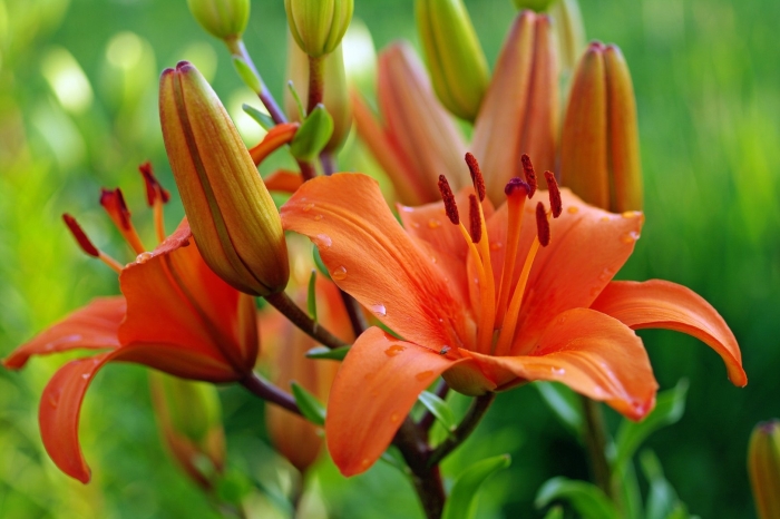 Лилия кампече