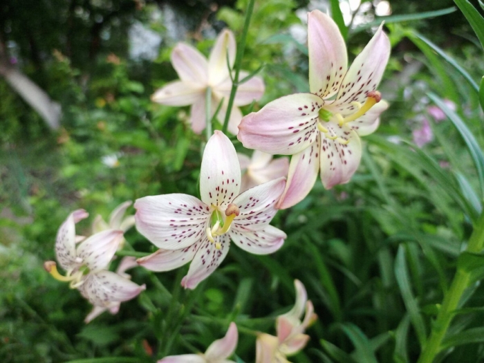 Лилия азиатская корсаж