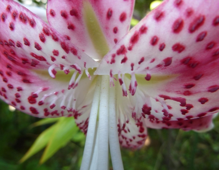 Лилия speciosum rubrum