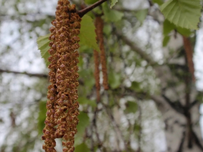 Береза с сережками
