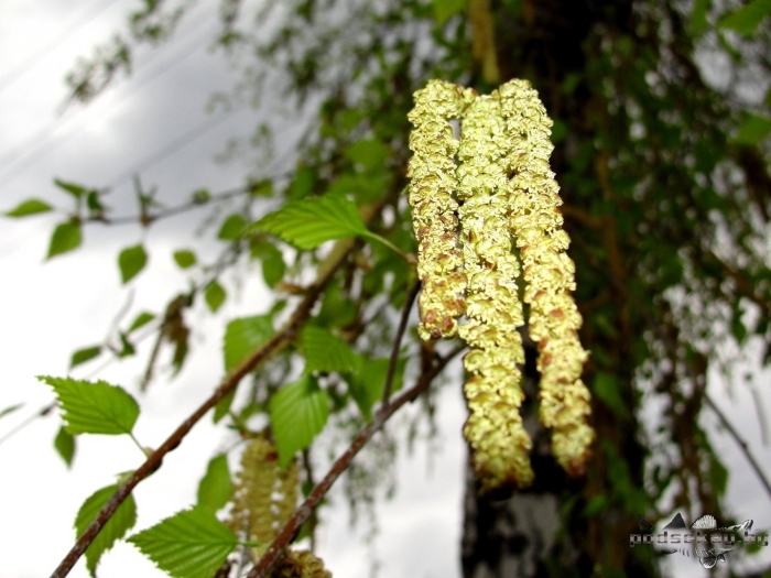 Березовые сережки