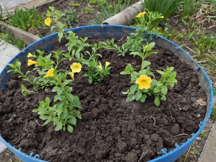 Петуния ампельная рассада