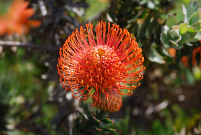 Leucospermum cordifolium