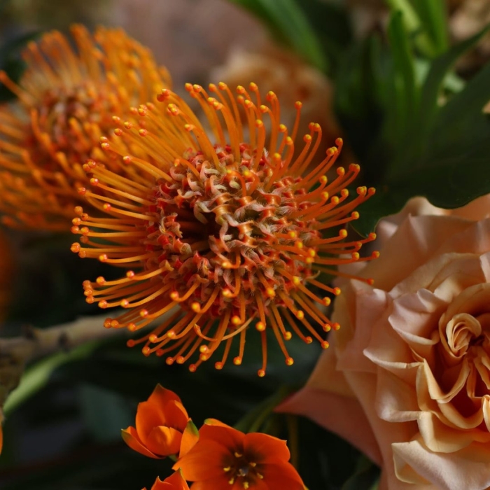 Протея нутан леукоспермум