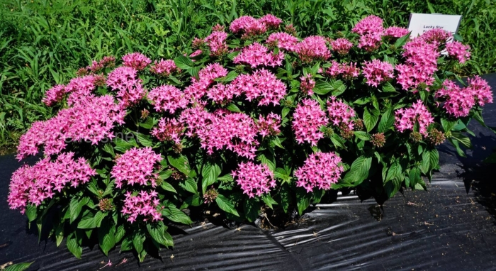 Pentas lanceolata