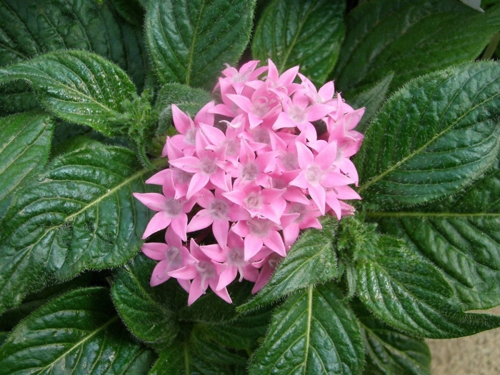 Пентас ланцетный