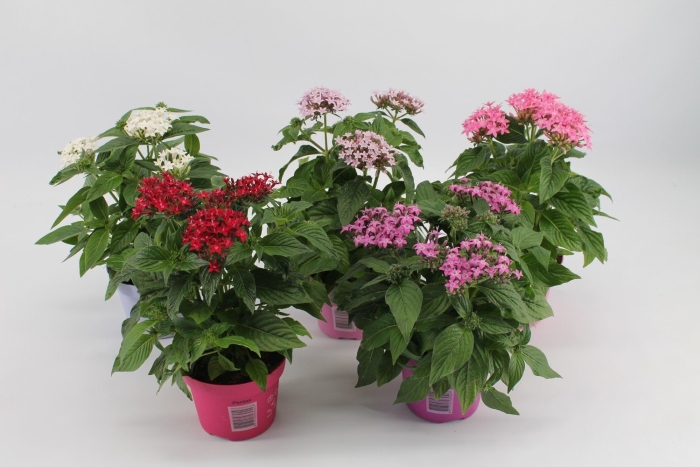 Пентас ланцетный