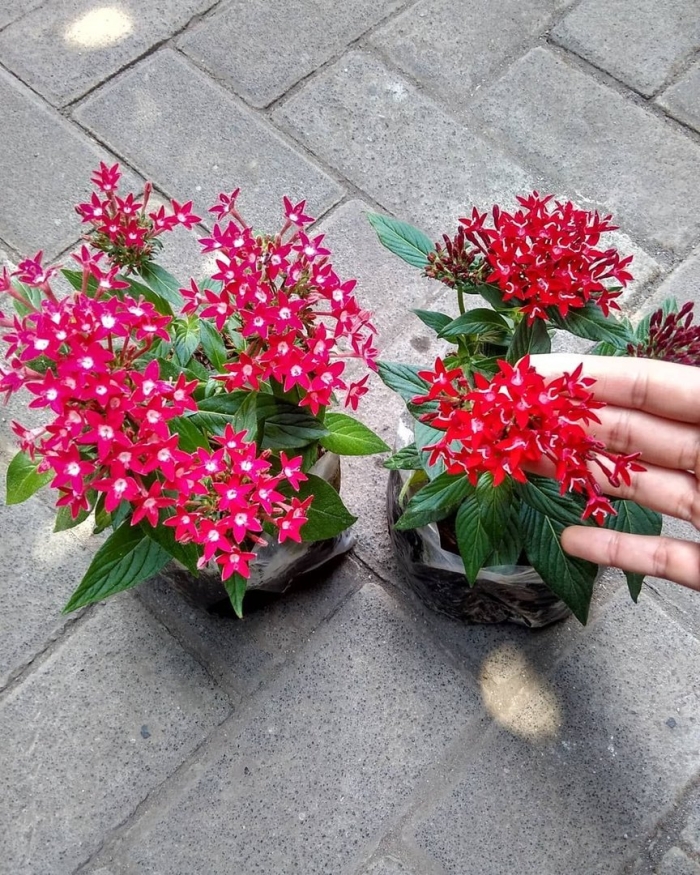 Пентас лаки стар