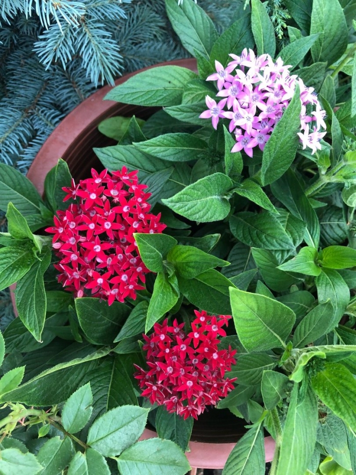 Пентас ланцетовидный