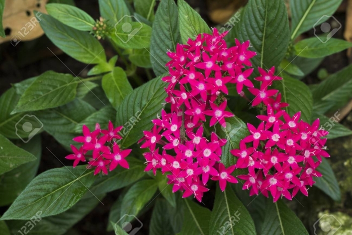 Пентас ланцетовидный