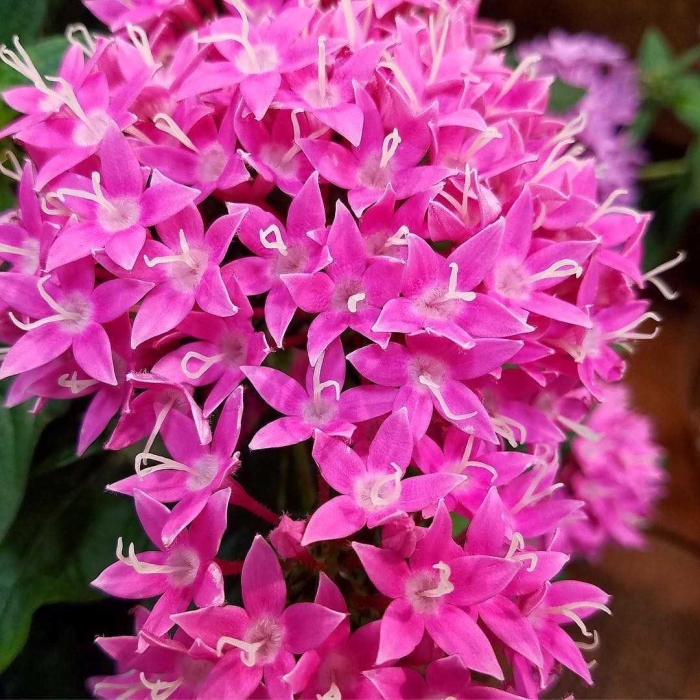 Пентас ланцетный