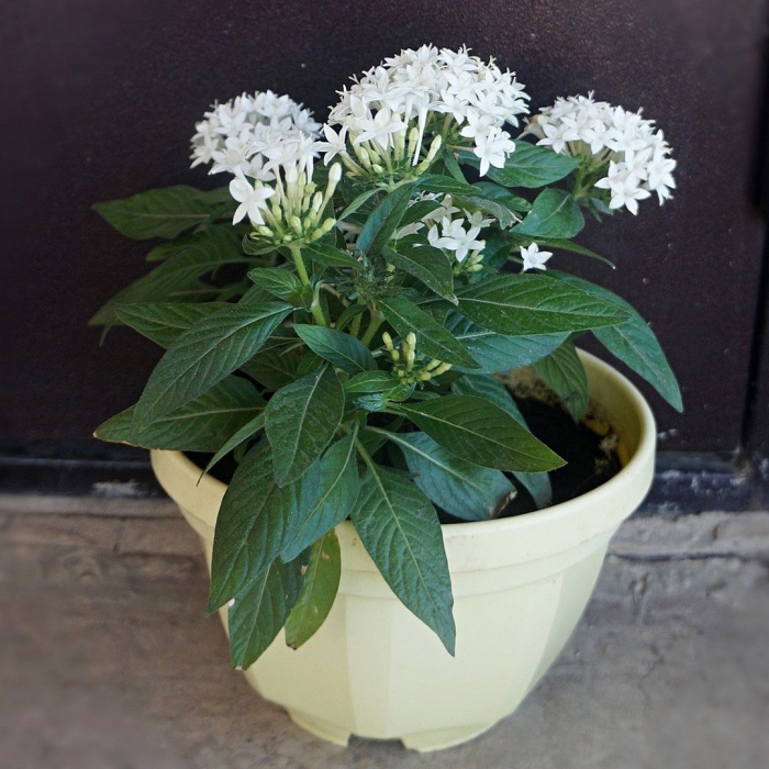 Пентас вайт