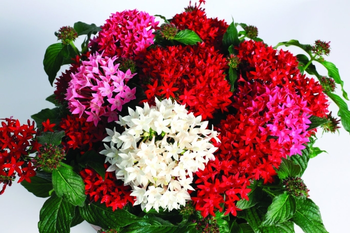 Пентас однолетник