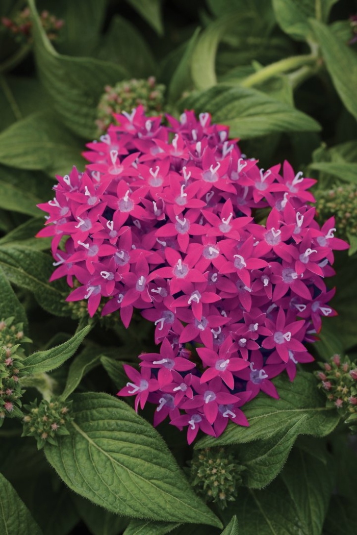 Пентас старла вайт