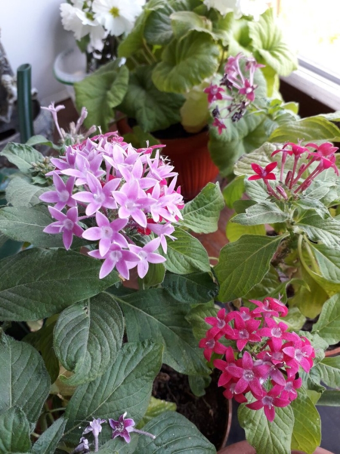 Пентас цветок комнатный