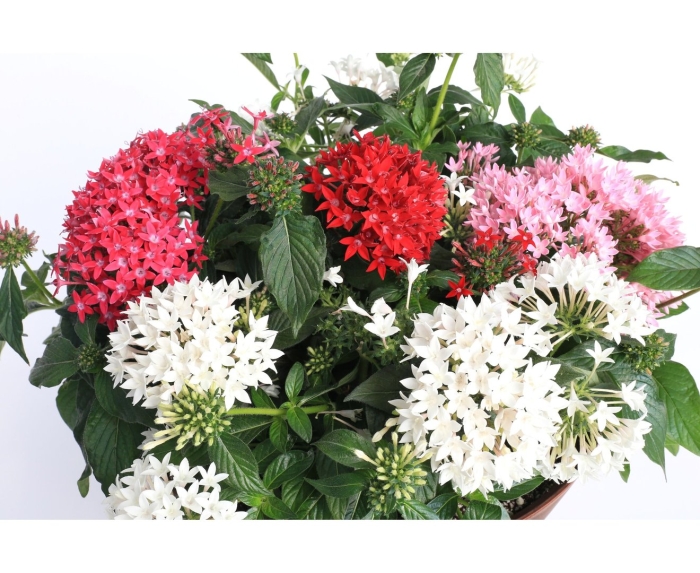 Пентас однолетник