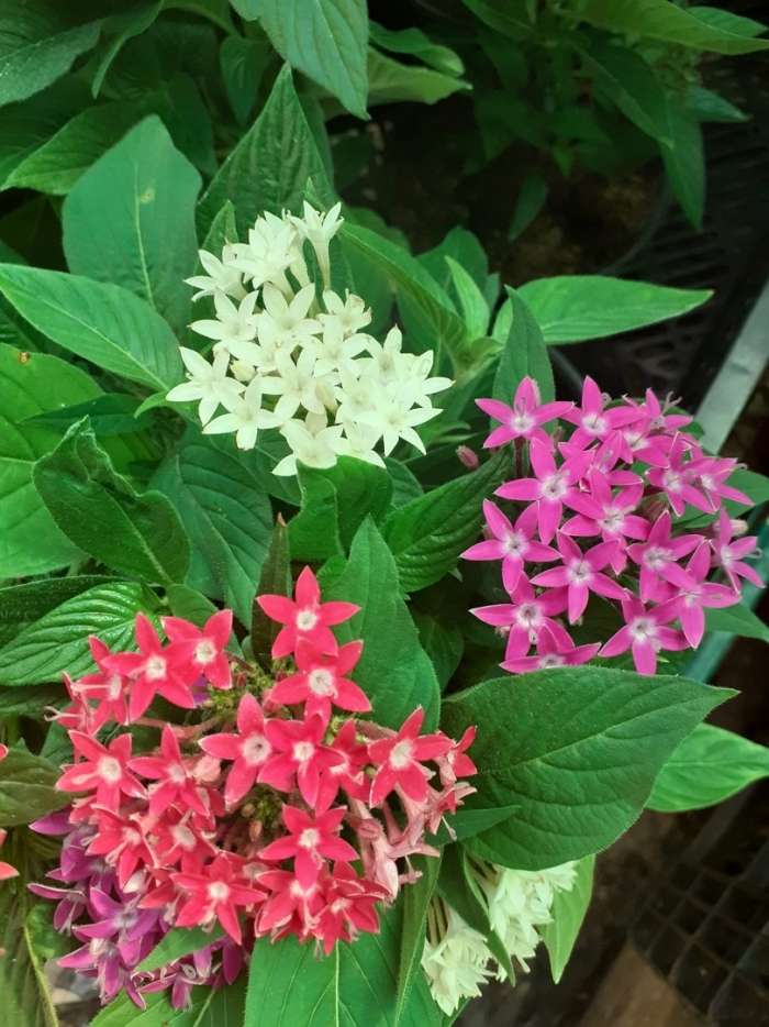 Пентас египетская звезда