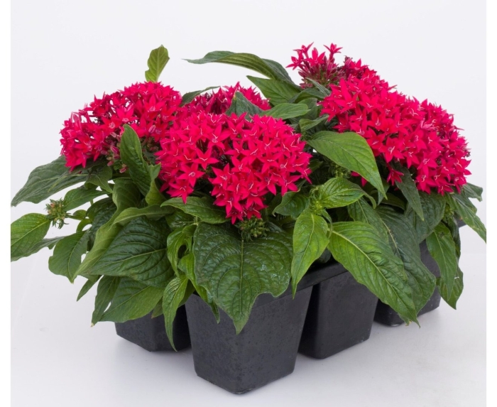 Пентас би брайт